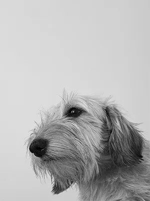 Lola
